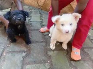 Female Mixed Breed Finnish Spitz Puppy (1-3 Months)