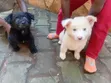 Female Mixed Breed Finnish Spitz Puppy (1-3 Months) - 1