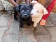 Female Mixed Breed Finnish Spitz Puppy (1-3 Months) - 2