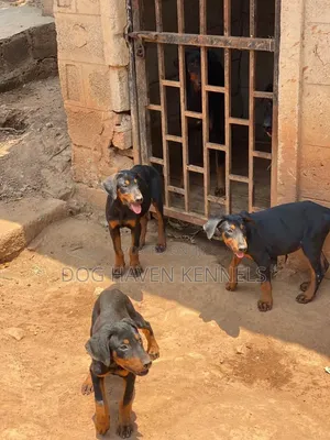 3-6 Month Male Purebred Doberman Pinscher
