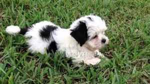 Female Purebred Maltese Puppy (1-3 Months)