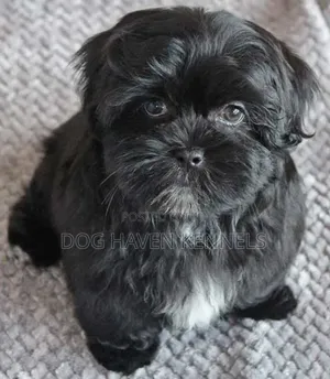 Purebred Maltese Puppy - 1-3 Months Old