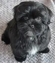 Purebred Maltese Puppy - 1-3 Months Old - 1
