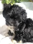 Purebred Maltese Puppy - 1-3 Months Old - 2