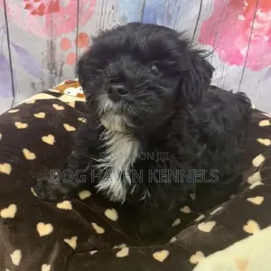 Female Purebred Maltese Puppy, 1-3 Months
