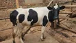 Holstein Heifer for Sale - 1