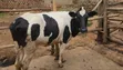 Holstein Heifer for Sale - 2