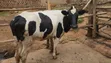 Holstein Heifer for Sale - 3