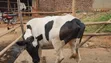 Holstein Heifer for Sale - 4