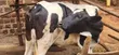 Holstein Heifer for Sale - 5
