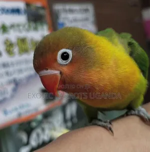 Trained Parrot