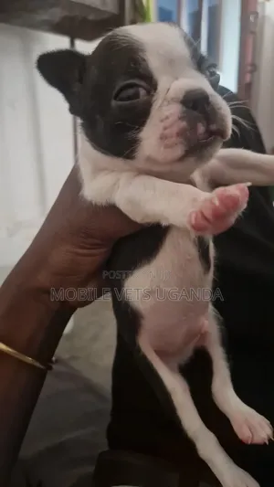 Male Purebred Boston Terrier Puppy (0-1 Month)