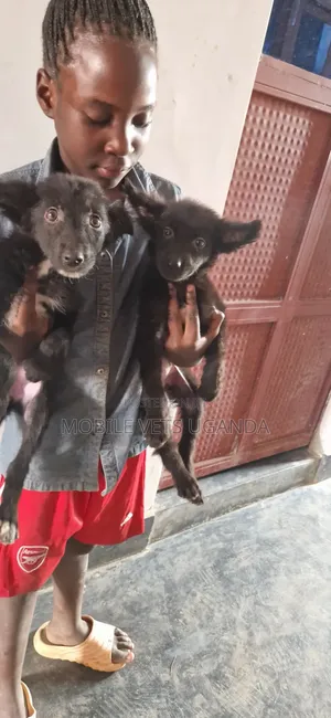 1-3 Month Old Male Purebred German Shepherd Puppy