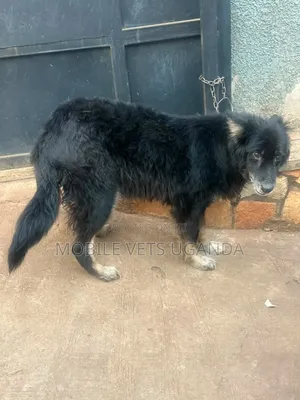 6-12 Month Male Purebred German Shepherd