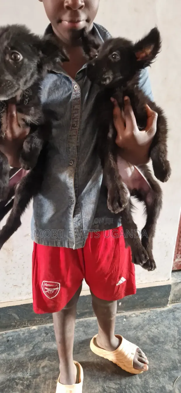 1-3 Month Male Purebred German Shepherd Puppy - 1