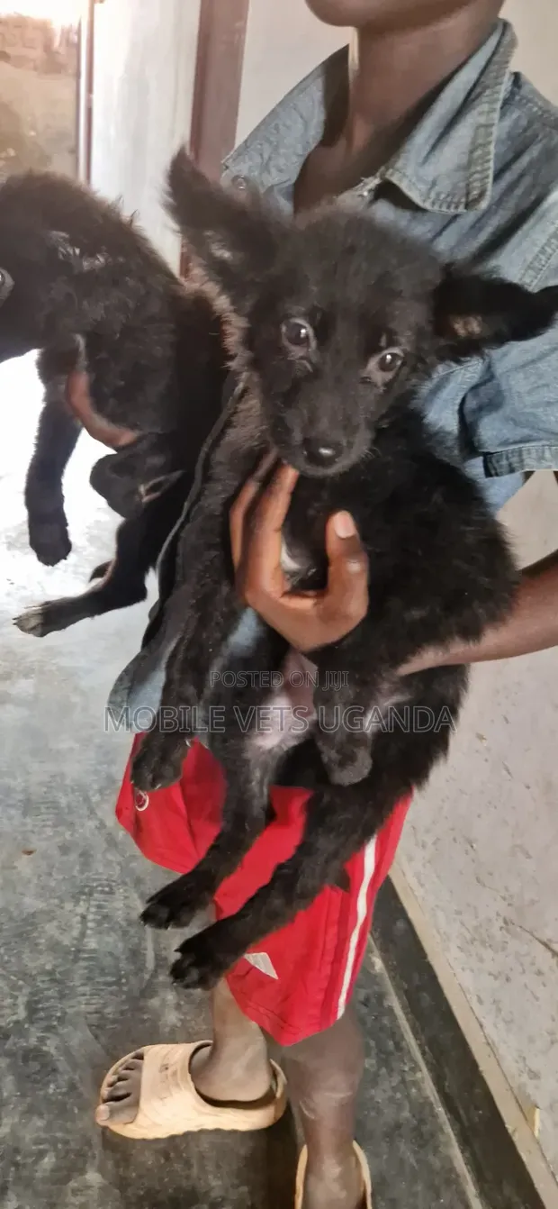 Female Purebred German Shepherd Puppy (1-3 Months) - 1