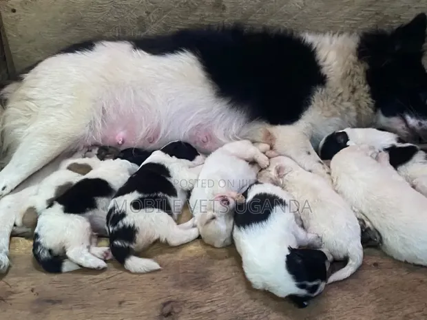 Female Japanese Spitz Puppy (1-3 Months) - 1
