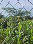 Commercial Land for Sale in Butaleja District - 1
