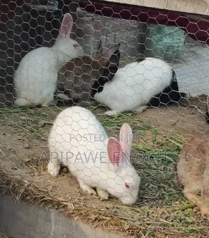 California Rabbits for Sale