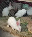California Rabbits for Sale - 1