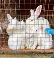 California Rabbits for Sale - 2