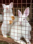 California Rabbits for Sale - 3