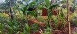 50x300 Ft Plot Near Nawanyingi Country Headquarters, Iganga - 4