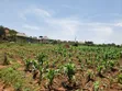13 Decimals Land for Sale in Gayaza Kabubuu - 4
