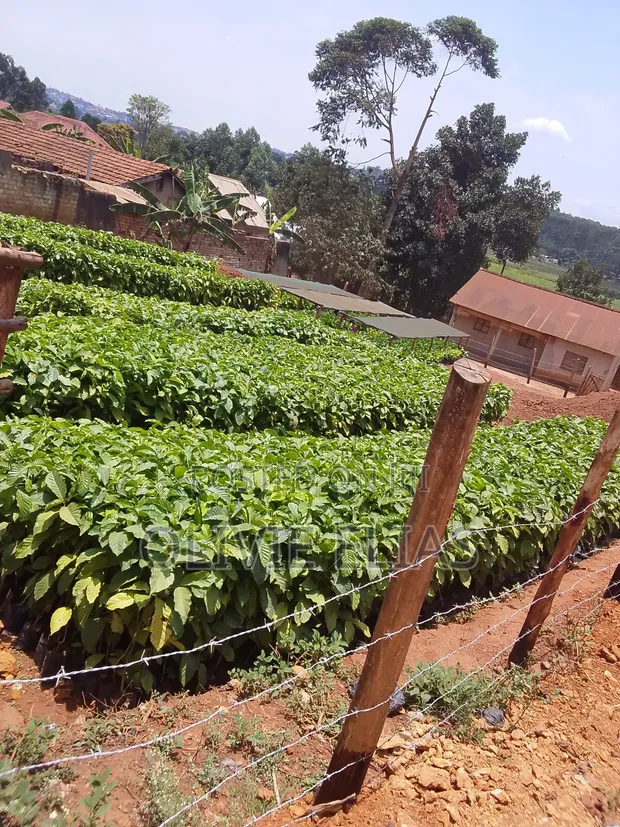 Coffee Seedlings for Sale - Nyendo Masaka - 1