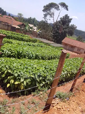 Coffee Seedlings for Sale - Nyendo Masaka