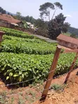 Coffee Seedlings for Sale - Nyendo Masaka - 1