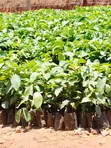 Coffee Seedlings for Sale - Nyendo Masaka - 2