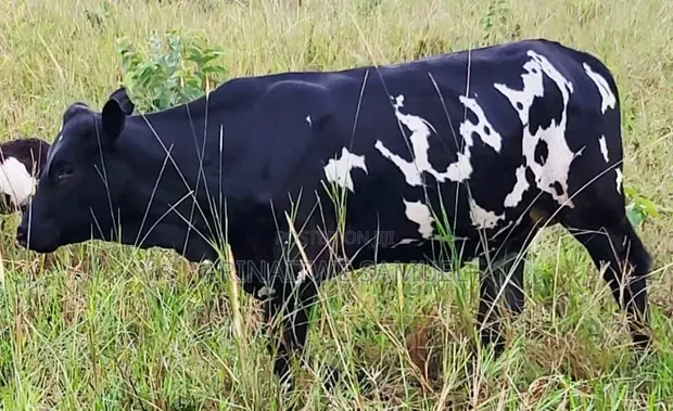 Young Cows for Rearing and Meat Production - 1