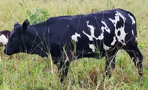 Young Cows for Rearing and Meat Production
