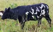 Young Cows for Rearing and Meat Production - 1