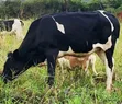 Young Cows for Rearing and Meat Production - 2