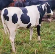 Young Cows for Rearing and Meat Production - 3