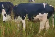 Young Cows for Rearing and Meat Production - 4