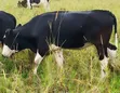 Young Cows for Rearing and Meat Production - 5