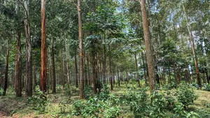 8 Acres Land Touching Water in Bujjumba