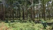 8 Acres Land Touching Water in Bujjumba - 2