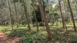 8 Acres Land Touching Water in Bujjumba - 3