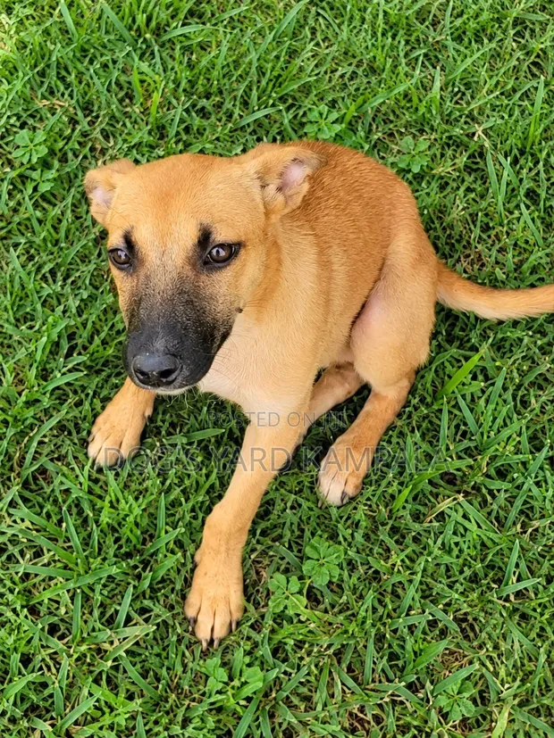 1-3 Month Male Mixed Breed Belgian Malinois Puppy - 1