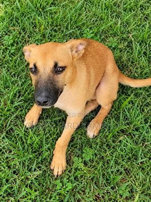 1-3 Month Male Mixed Breed Belgian Malinois Puppy