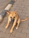 1-3 Month Male Mixed Breed Belgian Malinois Puppy - 2