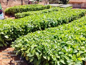 100,000 Coffee Seedlings - Nyendo, Masaka