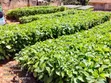 100,000 Coffee Seedlings - Nyendo, Masaka - 1