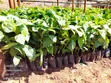 100,000 Coffee Seedlings - Nyendo, Masaka - 2