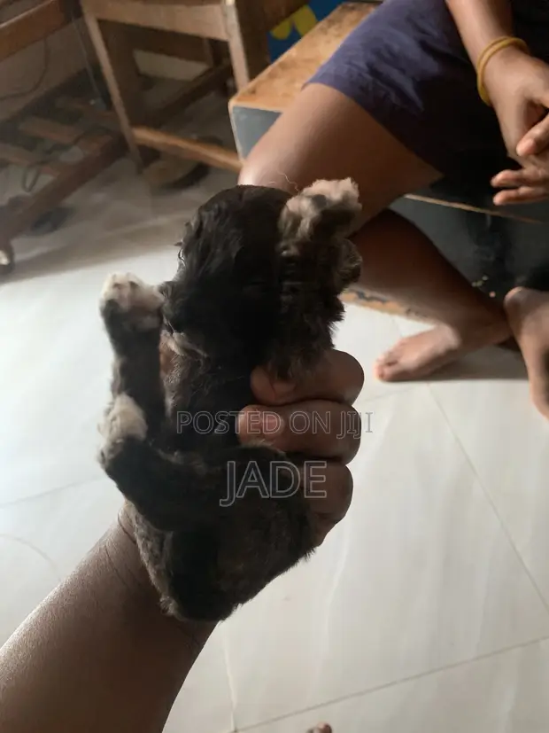 Male Mixed Breed Maltese Puppy, 0-1 Month - 1