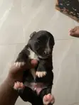 Male Mixed Breed Maltese Puppy, 0-1 Month - 2